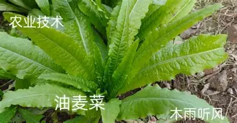 Rookie首轮对皇社确定将再成焦点(Rookie的店倒闭小钰承担了几百万债务)